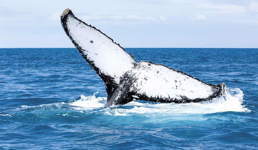 Queensland. La danse des baleines au large de la Gold Coast.