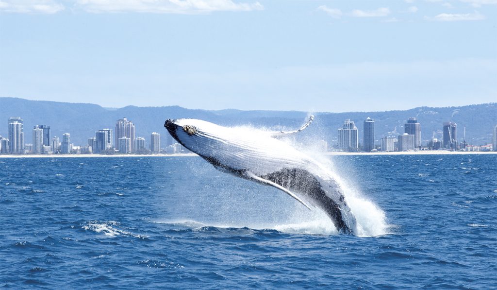 Queensland. La danse des baleines au large de la Gold Coast.