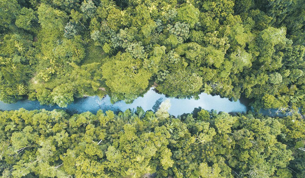 North Queensland. Non loin du rivage, avant le désert, la frontière de la forêt.