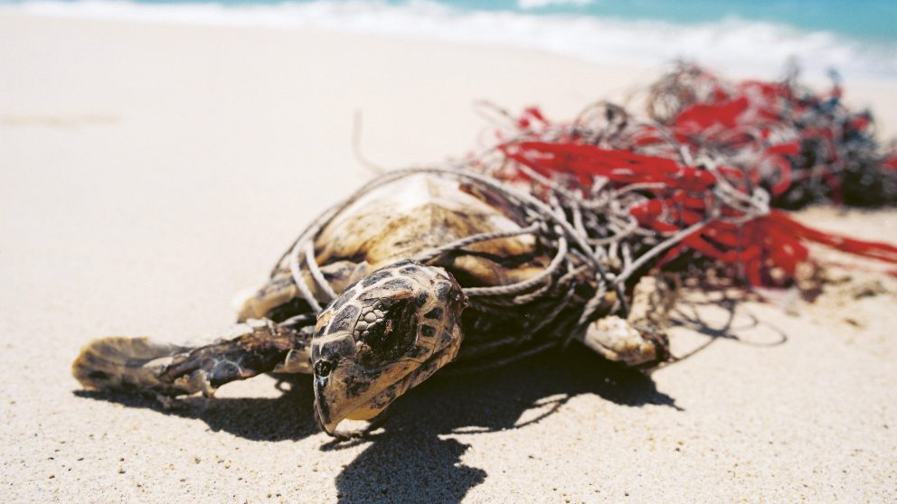 Détroit de Torrès. Une tortue enchaînée à ses ﬁlets. Elle sera sauvée par les rangers.