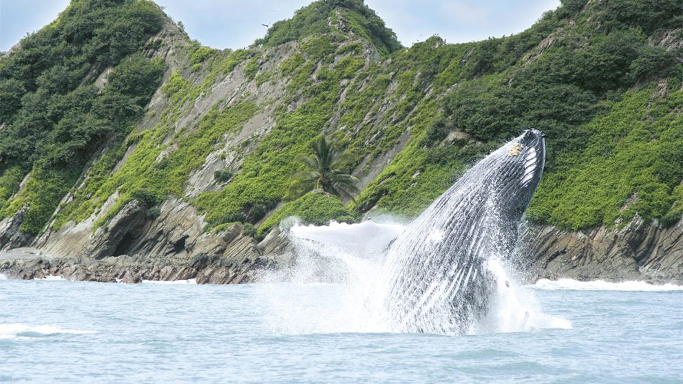 Les baleines à bosse parcourent jusqu’à 18'000 kilomètres pour se reproduire dans les eaux du Costa Rica. / Le parc naturel de Cahuita a été créé en 1978 pour protéger un paysage et un récif corallien d’une beauté saisissante. Mais Cahuita est menacé par la pollution aux pesticides qui ruisselle des plantations de bananes.