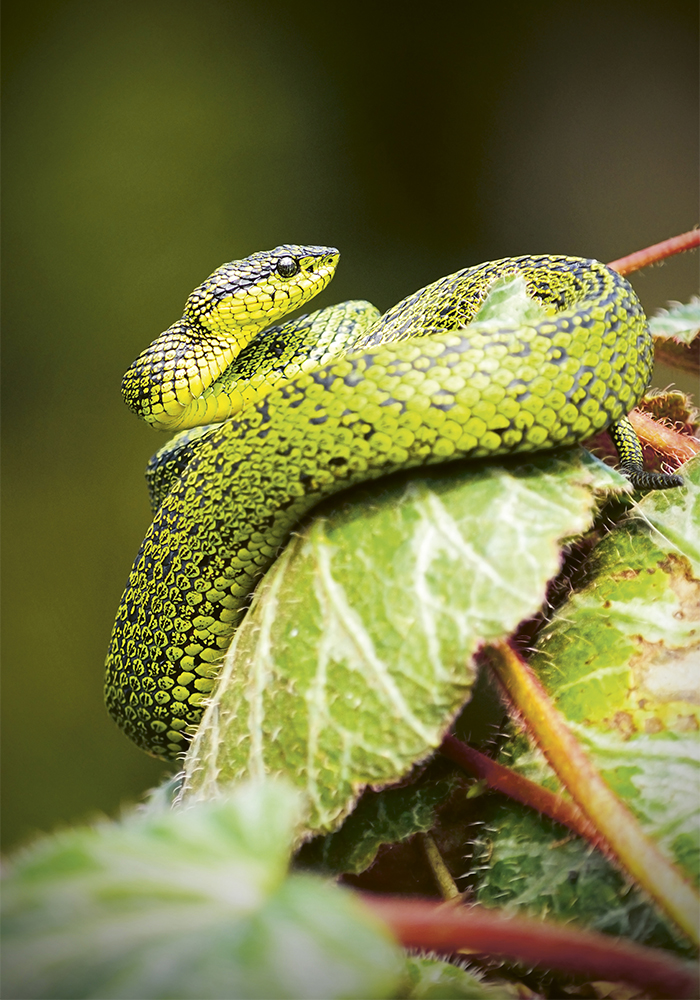 Les forêts du Costa Rica abritent 162 espèces de serpents, dont le plus dangereux de toute l’Amérique du Sud. Pourtant, les milliers de touristes qui visitent les parcs nationaux ont peu de risques de rencontrer une de ces vipères fer-de-lance.