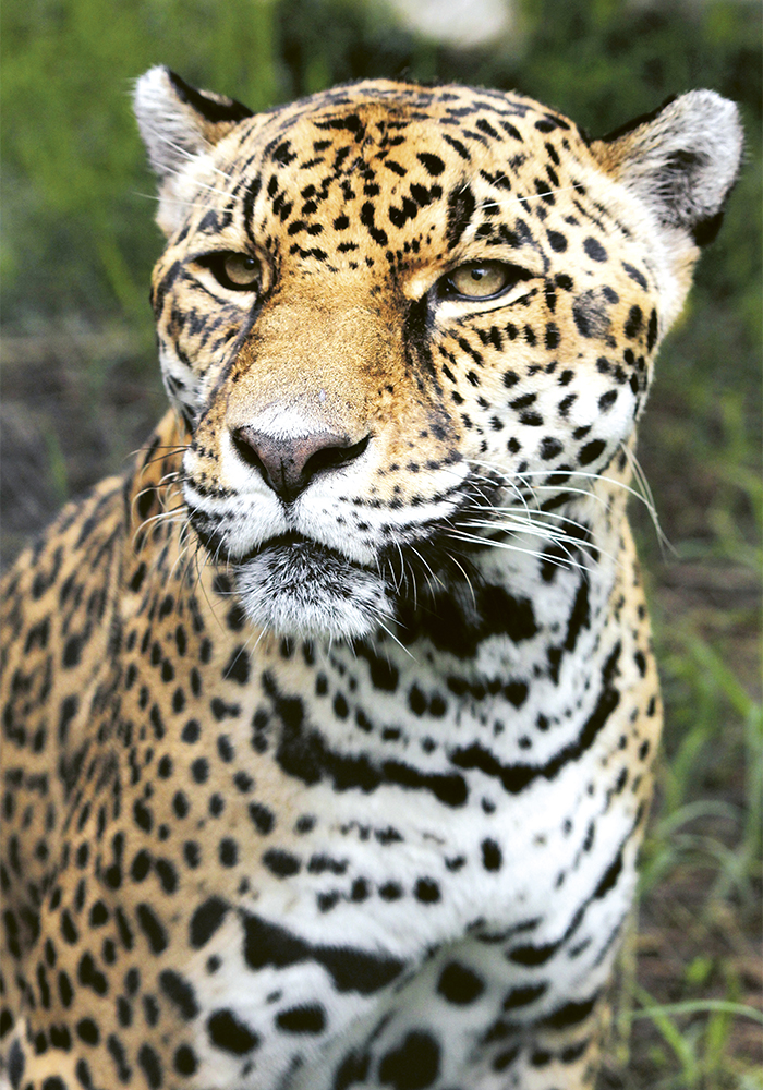 Guépard-Le Costa Rica abrite 6% de toutes les espèces végétales et animales aujourd’hui recensées dans le monde. L’incroyable richesse de sa biodiversité en fait un véritable jardin d’Éden.