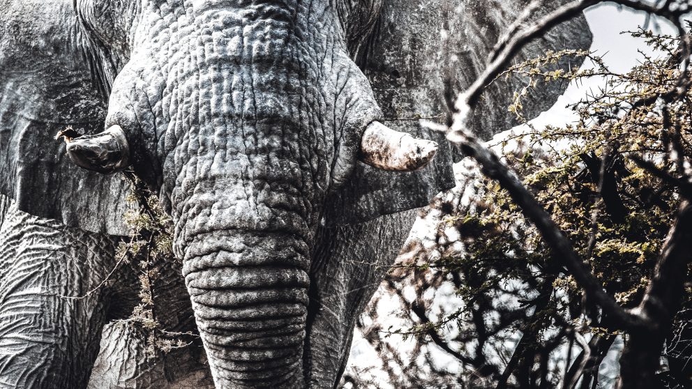 Les « grands spectres blancs » d’Etosha.