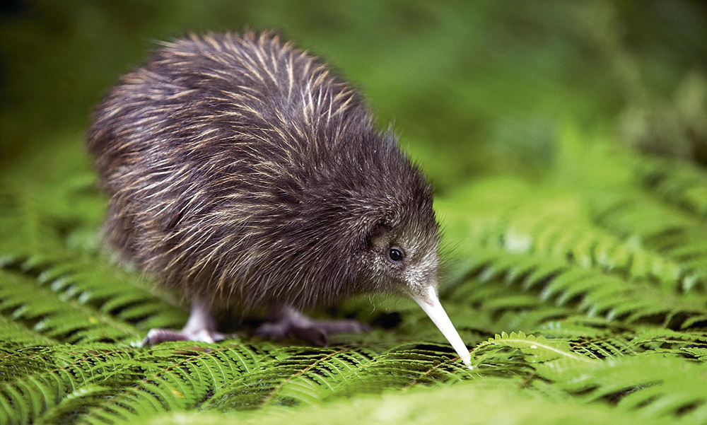 Kiwi, manchot royal et opossum. Le premier est en voie de disparition, le dernier est considéré comme l’ennemi numéro un du pays.