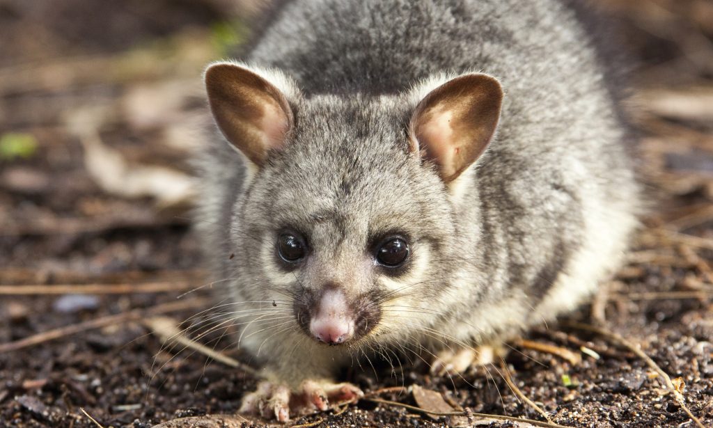 Kiwi, manchot royal et opossum. Le premier est en voie de disparition, le dernier est considéré comme l’ennemi numéro un du pays.