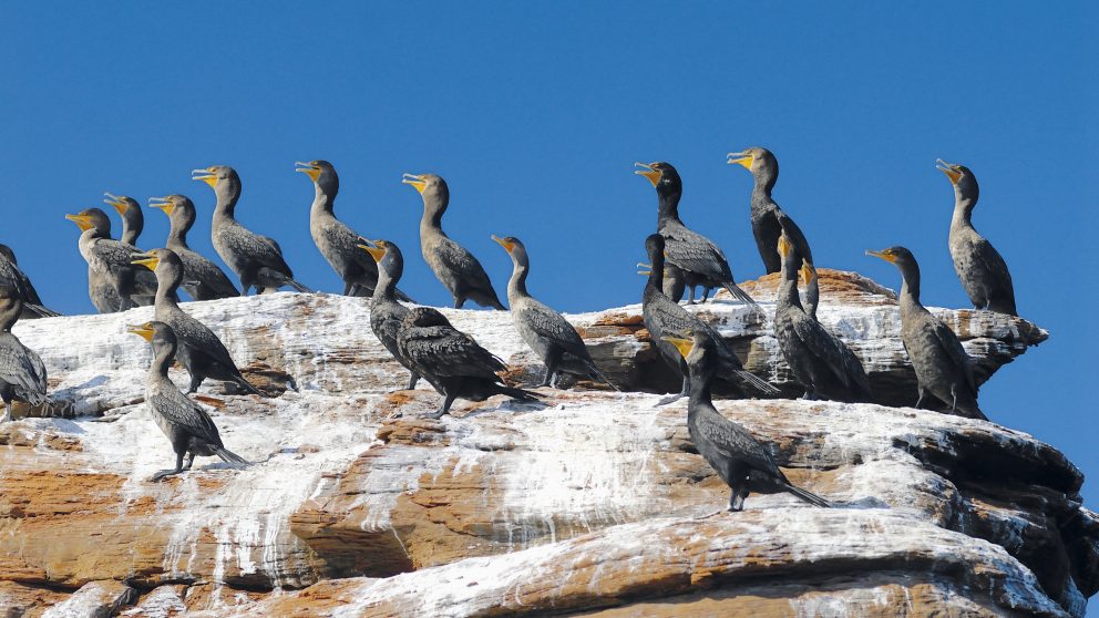 Les cormorans