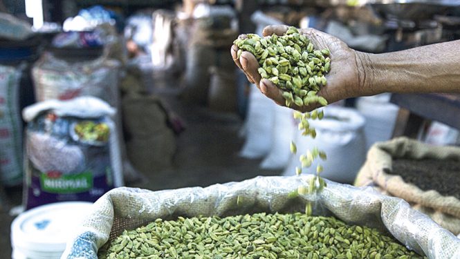 La cardamome, « grain du paradis ». Cette épice, autrefois utilisée comme offrande dans les temples hindous, il y a plus de 2 000 ans, est toujours employée comme ingrédient dans le thé, la cuisine et même la médecine traditionnelle.