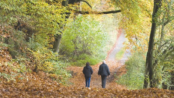 Se promener dans les bois. Une activité simple, aux multiples bénéfices.