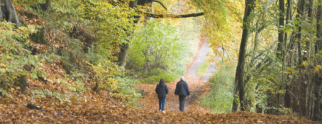 Se promener dans les bois. Une activité simple, aux multiples bénéfices.