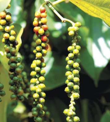 Fleurs d’épices. Dans les plaines du Kerala, arrosées par la mousson, poussent des plantes à épices comme cette fleur de cardamome et cette tige de poivrier.