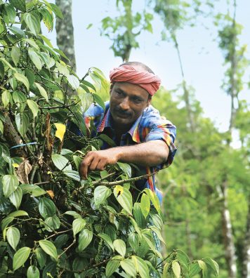 La cueillette des épices. Dans les plantations du Kerala, des ouvriers récoltent à la main les fruits qui seront séchés avant de devenir des épices, comme ici la cardamome.