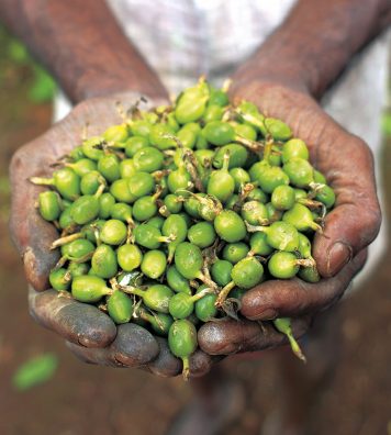 La cueillette des épices. Dans les plantations du Kerala, des ouvriers récoltent à la main les fruits qui seront séchés avant de devenir des épices, comme ici la cardamome.