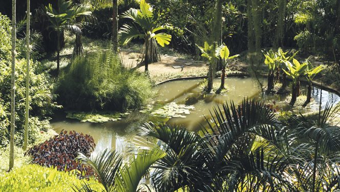 Un des « tableaux végétaux » de Roberto Burle Marx. Paysagiste et défricheur, il a acclimaté à son jardin des espèces découvertes à travers tout le Brésil.