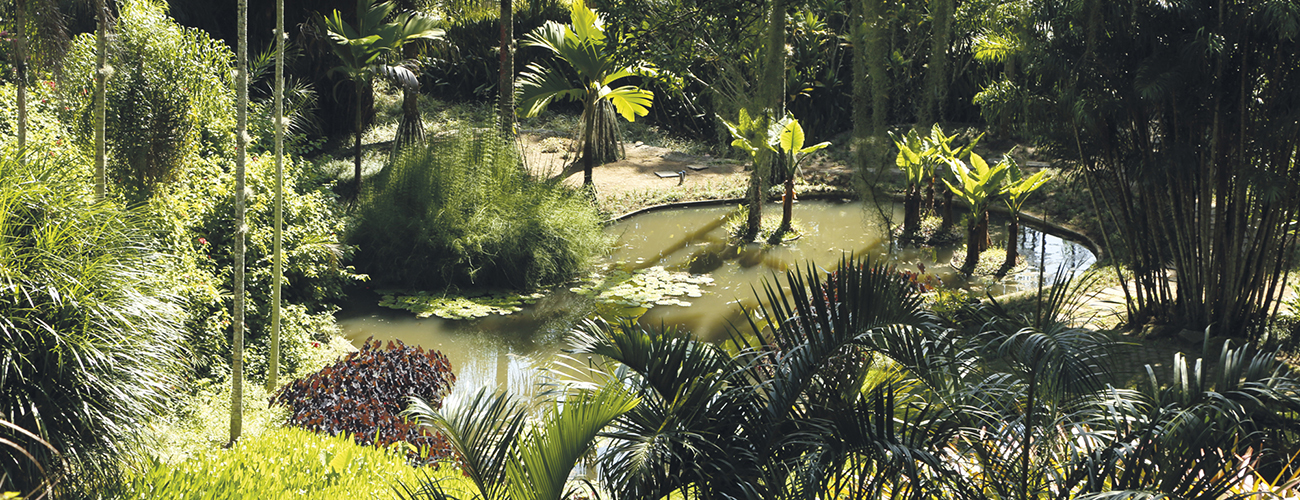 Un des « tableaux végétaux » de Roberto Burle Marx. Paysagiste et défricheur, il a acclimaté à son jardin des espèces découvertes à travers tout le Brésil.