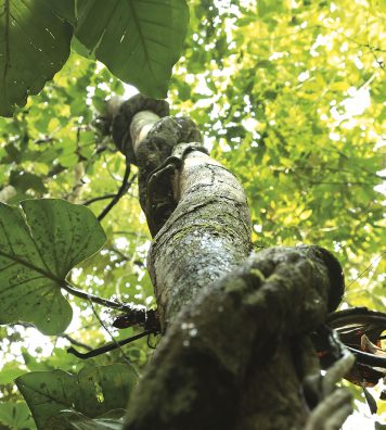 La biodiversité de la forêt amazonienne est exceptionnelle. Mais la moitié de ses 15 ooo espèces d'arbres serait menacée de disparition d'après le Amazon Tree Diversity Network.