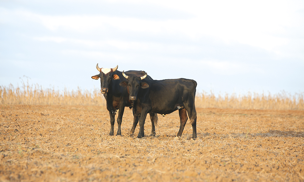 Les élevages extensifs dans les savanes grignotent les écosystèmes. L'agrobusiness est crucial pour l'économie du Brésil, premier exportateur mondial de viande de bœuf ou encore de sucre.