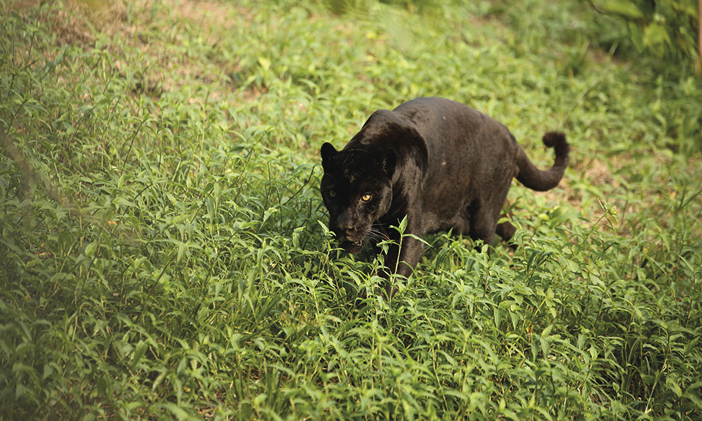 Le Brésil abrite plus de 20% de la biodiversité de la planète. Ici le sabiá-laranjeira, oiseau symbole du pays, le jaguar noir et le singe ventru, tous deux menacés d'extinction, et le coati, au museau toujours en mouvement.