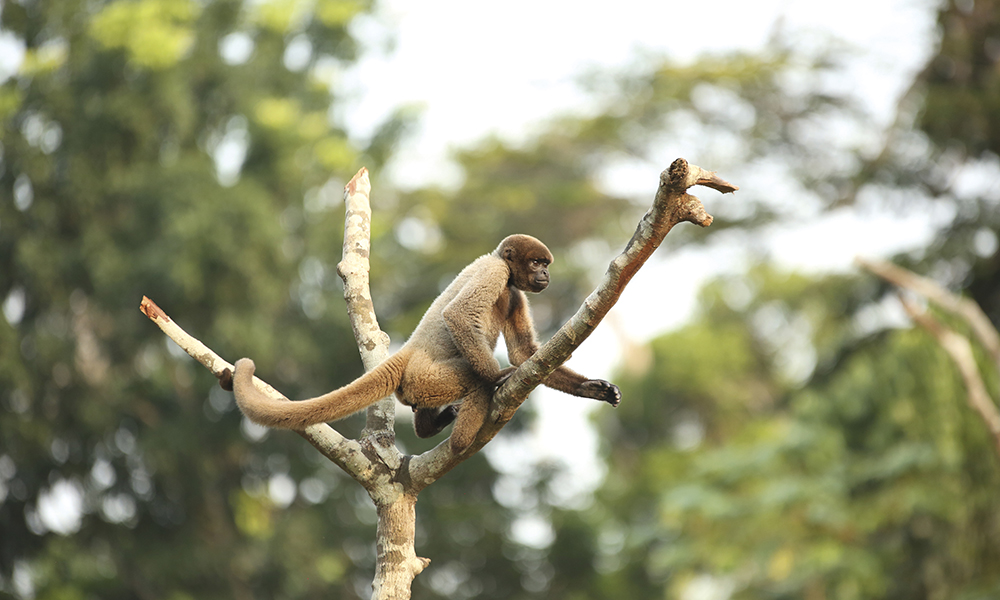 Le Brésil abrite plus de 20% de la biodiversité de la planète. Ici le sabiá-laranjeira, oiseau symbole du pays, le jaguar noir et le singe ventru, tous deux menacés d'extinction, et le coati, au museau toujours en mouvement.