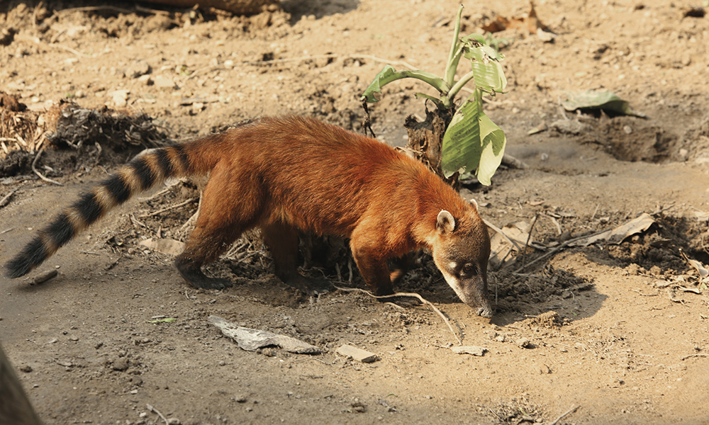 Le Brésil abrite plus de 20% de la biodiversité de la planète. Ici le sabiá-laranjeira, oiseau symbole du pays, le jaguar noir et le singe ventru, tous deux menacés d'extinction, et le coati, au museau toujours en mouvement.