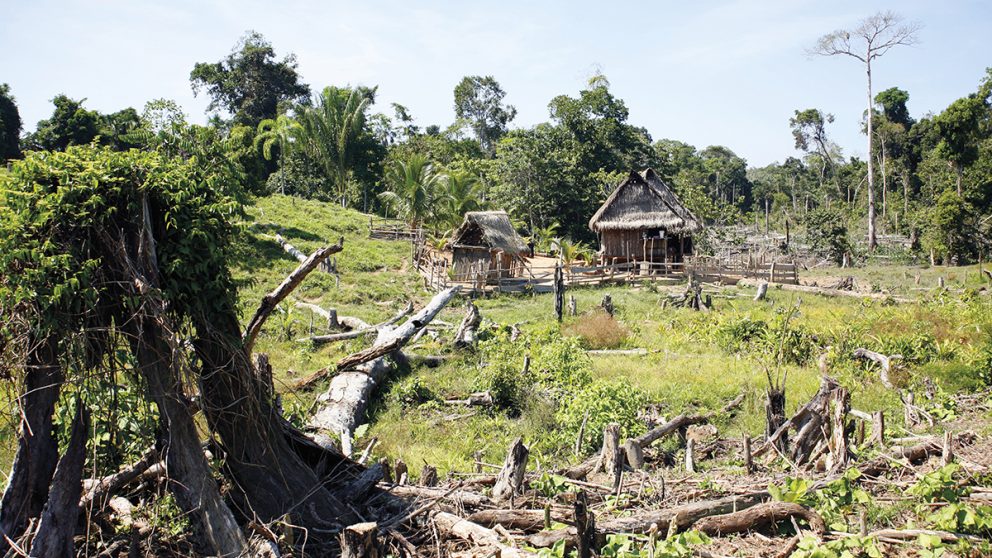 Les déboisements localisés contribuent au dérèglement du précieux écosystème. La vente des bois tropicaux, le besoin d'espace pour cultiver ou de charbon pour cuisiner sont autant de raisons à la déforestation de l'Amazonie.