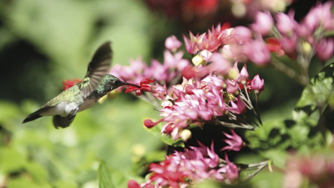 La déforestation grignote l'habitat de certains oiseaux-mouches du Brésil, comme ce colibri à cravate verte. Ces minuscules oiseaux sont les seuls au monde capables de voler à reculons.