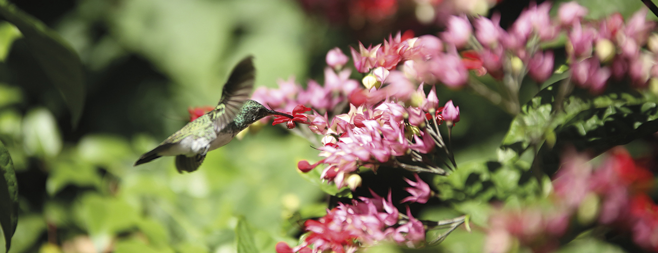 La déforestation grignote l'habitat de certains oiseaux-mouches du Brésil, comme ce colibri à cravate verte. Ces minuscules oiseaux sont les seuls au monde capables de voler à reculons.