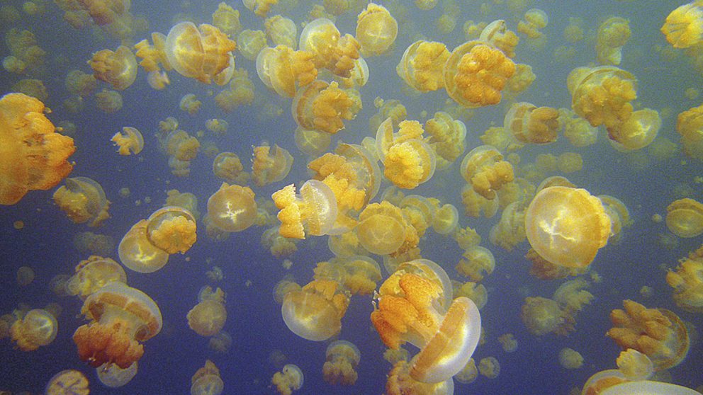 Les méduses d’Eil Malk. Un cosmos de planètes translucides qui vont au rythme du soleil.