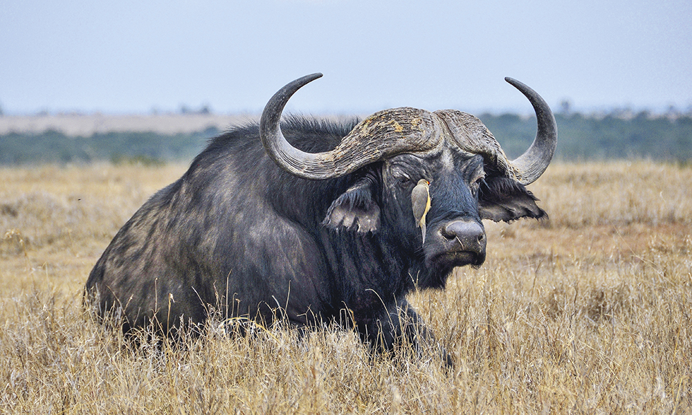 À quelque 200 kilomètres de la capitale, Nairobi, buffles et zèbres se mélangent aux 130 rhinocéros présents sur la ferme. Cinq soigneurs s’occupent personnellement des trois rares rhinocéros blancs du Nord de la réserve.