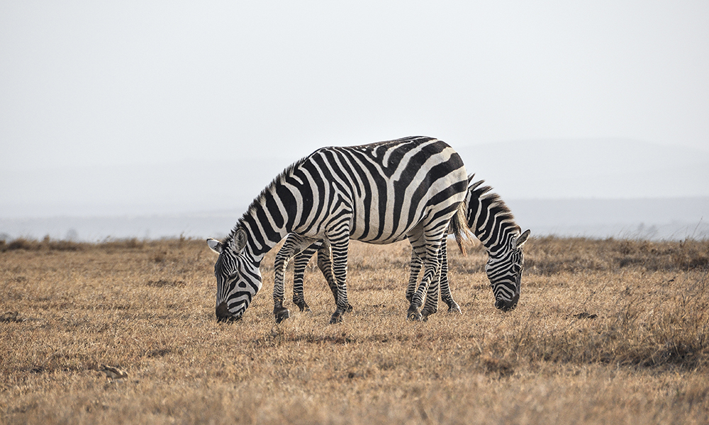 À quelque 200 kilomètres de la capitale, Nairobi, buffles et zèbres se mélangent aux 130 rhinocéros présents sur la ferme. Cinq soigneurs s’occupent personnellement des trois rares rhinocéros blancs du Nord de la réserve.