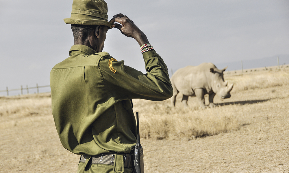 À quelque 200 kilomètres de la capitale, Nairobi, buffles et zèbres se mélangent aux 130 rhinocéros présents sur la ferme. Cinq soigneurs s’occupent personnellement des trois rares rhinocéros blancs du Nord de la réserve.