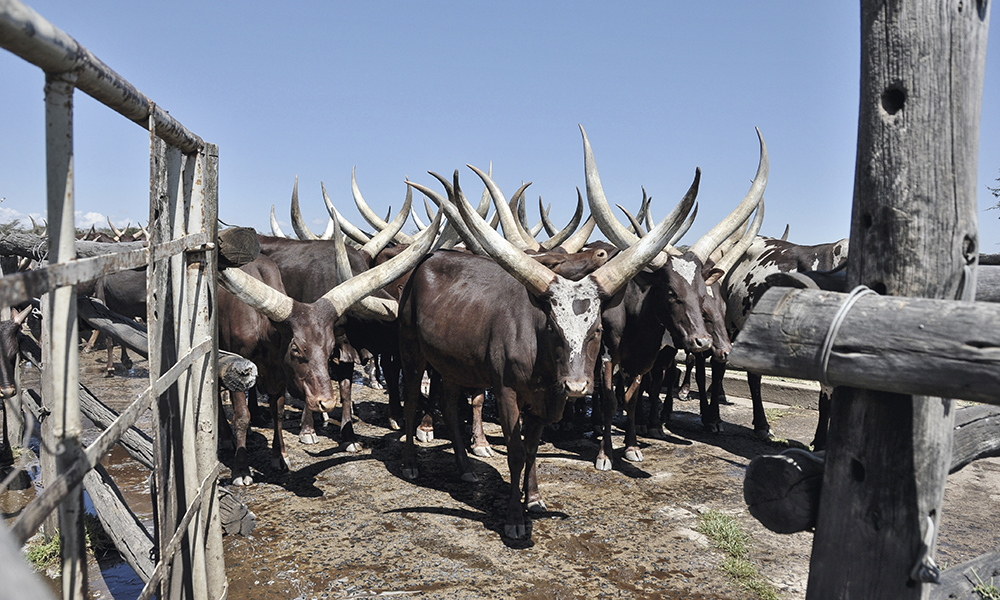 La réserve d’Ol Pejeta a fait le pari de faire côtoyer animaux sauvages et animaux de ferme. Giles Prettejohn est le manager de la ferme et s’occupe de plus de 7 500 têtes de bétail de la réserve.