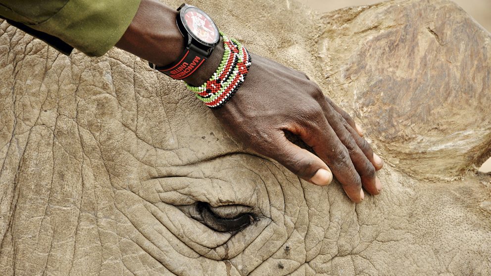 La réserve d’Ol Pejeta espère que la technologie sera bientôt disponible pour faire reproduire les rhinocéros blancs du Nord. En attendant, Peter Esogon, un des cinq soigneurs attitrés, prend soin de Sudan, qui a déjà atteint l’âge honorable de 43 ans.