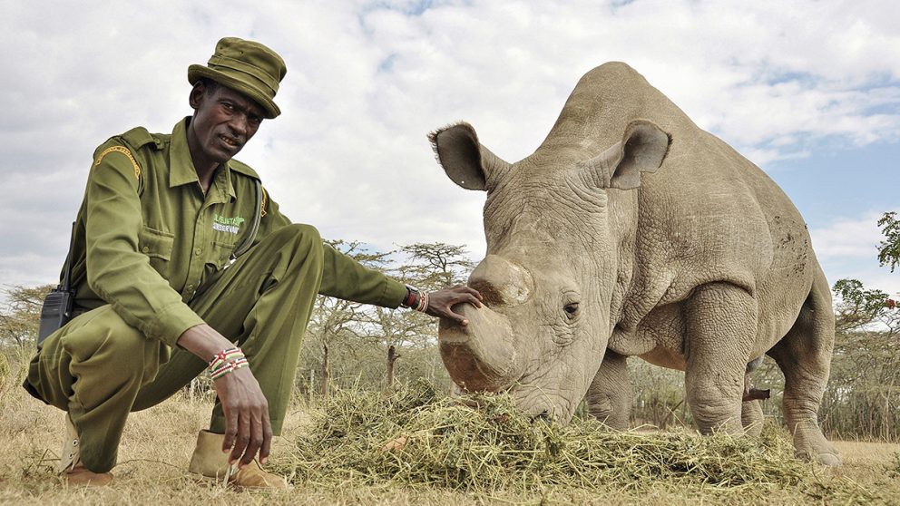 En raison d’un braconnage intense, les rhinocéros sont une espèce en danger d’extinction dans toute l’Afrique. Le soigneur de Sudan, Peter Esogon, espère que les prochaines générations pourront encore voir des rhinocéros dans leur habitat naturel.