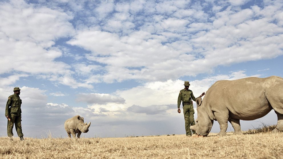 Les femelles rhinocéros blancs du Nord ont des problèmes de fertilité qui ne permettent pas à l’espèce de se reproduire naturellement. David Limo (à gauche) et Peter Esogon (à droite) nourrissent Fatou et une autre femelle rhinocéros blanc du Sud qui lui tient compagnie.