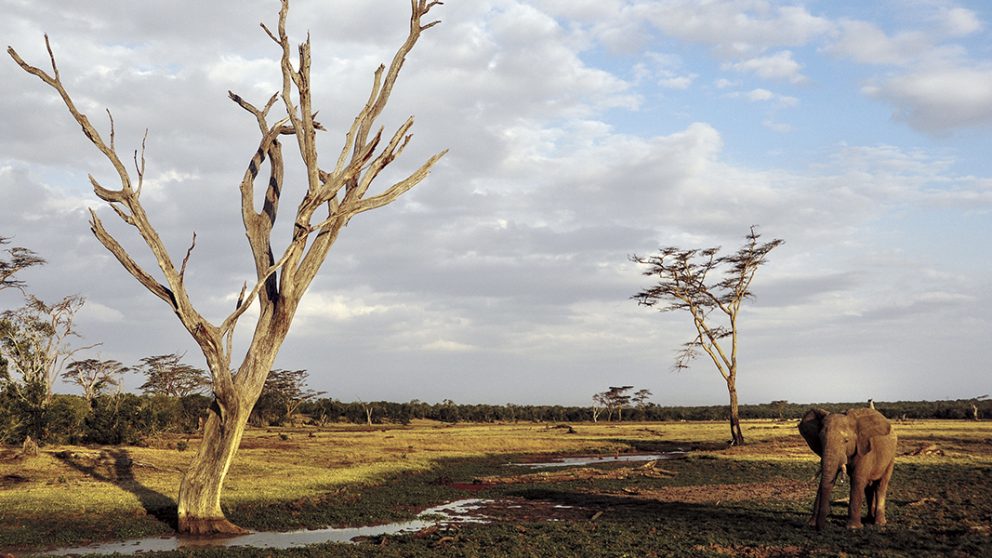 La chute du tourisme au Kenya a fortement menacé les sources de revenu des parcs naturels. À Ol Pejeta, les animaux sauvages disposent de 360 km² de territoire qu’ils partagent avec du bétail.