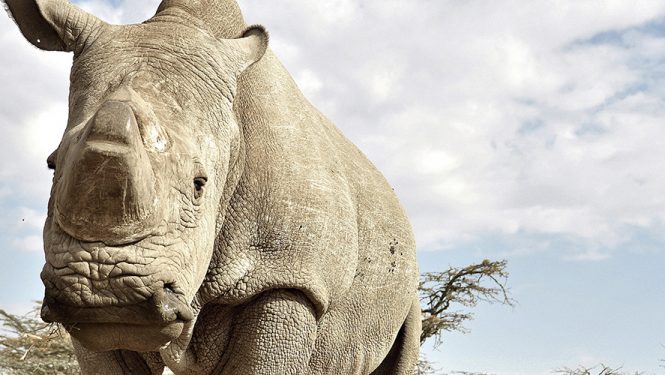 Sudan est le dernier rhinocéros blanc du Nord mâle encore en vie. Le rhinocéros blanc du Nord est une espèce quasiment éteinte puisqu’il n’en existe plus que quatre dans le monde.