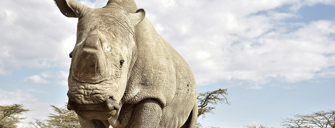 Sudan est le dernier rhinocéros blanc du Nord mâle encore en vie. Le rhinocéros blanc du Nord est une espèce quasiment éteinte puisqu’il n’en existe plus que quatre dans le monde.