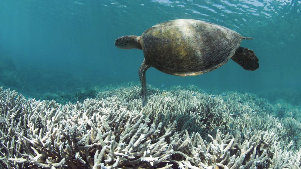 La Grande barrière de corail en danger de mort imminente. Le plus grand récif corallien au monde risque de disparaître d’ici 20 ans sous l’effet du réchauffement climatique.