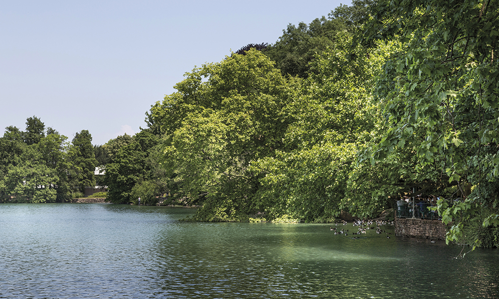 Les rives sauvages du Rhône, côté Cité internationale.