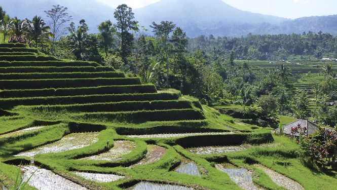 Les rizières de Munduk dans le centre de Bali. Sous le soleil brûlant, elles deviennent étincelantes.