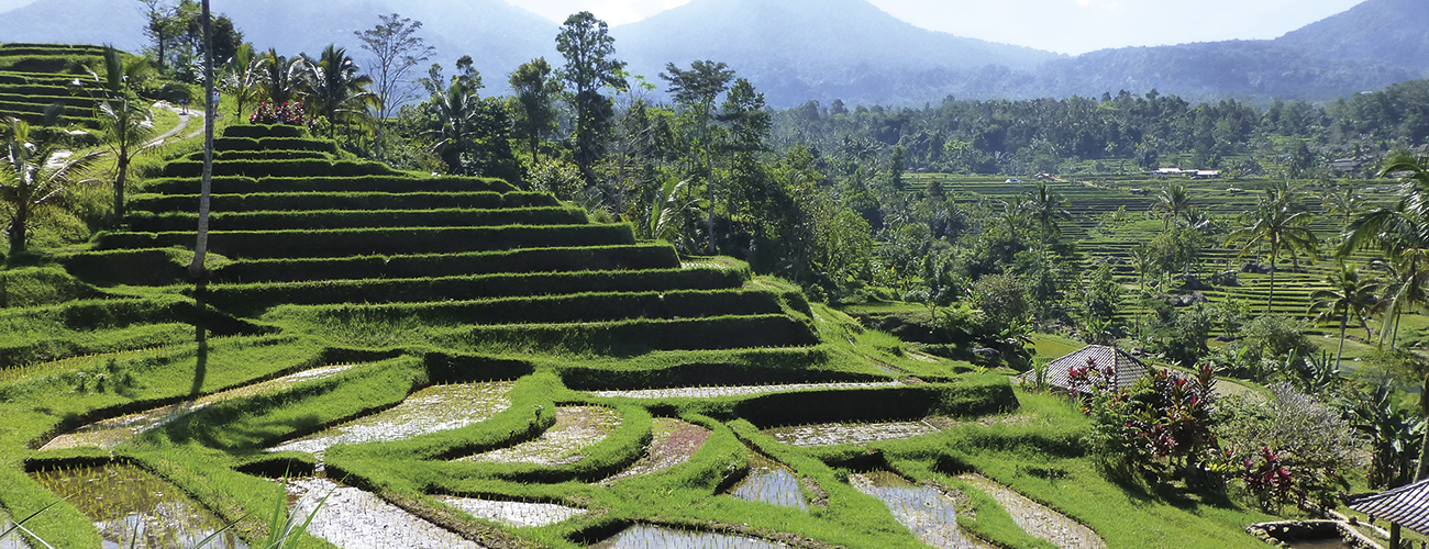 Les rizières de Munduk dans le centre de Bali. Sous le soleil brûlant, elles deviennent étincelantes.