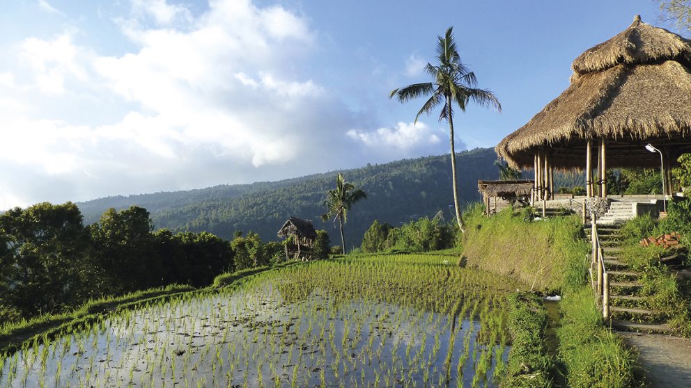 Les rizières de Puri Lumbung, près de Munduk, dans le centre de Bali.