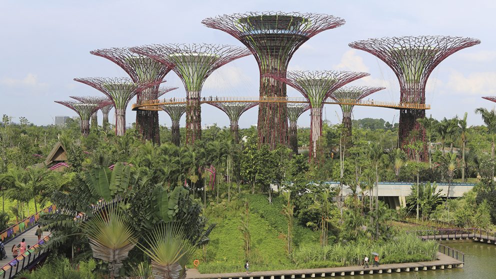 Comme des champignons. Les nouvelles vedettes des Gardens by the Bay, des arbres de métal dans lesquels poussent des milliers de plantes.