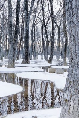 Le jardin poétique de l’architecte Junya Ishigami.