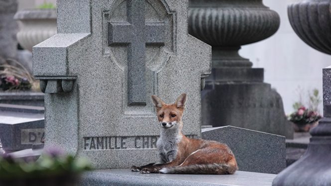 Les renards et leurs petits sont parmi les hôtes les plus fidèles du cimetière parisien.